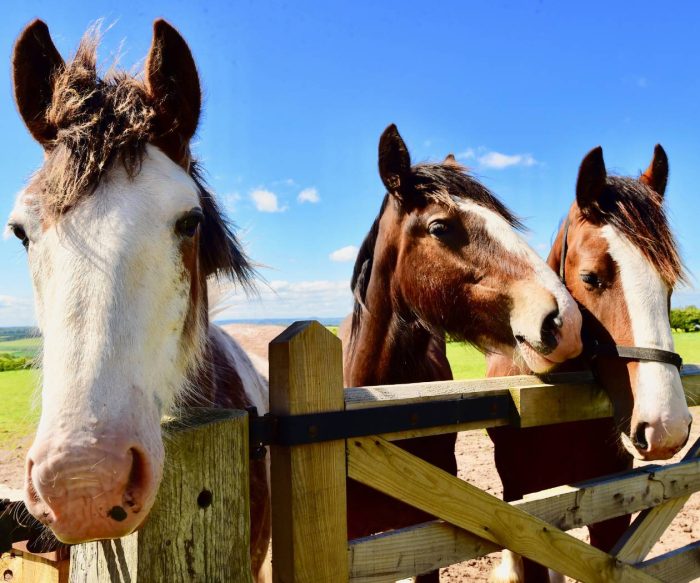 Living Roots Horse Ranch